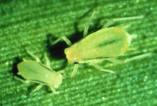 Greenbugs on a leaf. 