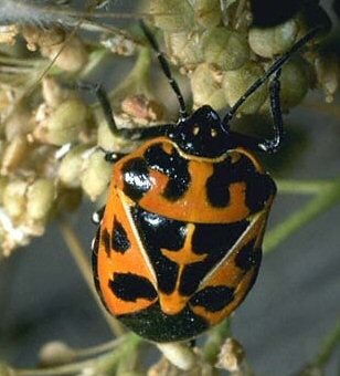 Harlequin bug. Harlequin bug.