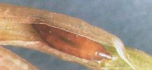 Hessian fly larvae. 