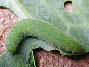 Imported cabbageworm. 