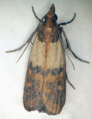 Indianmeal Moth | Oklahoma State University