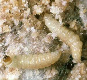 Indianmeal moth larvae. 