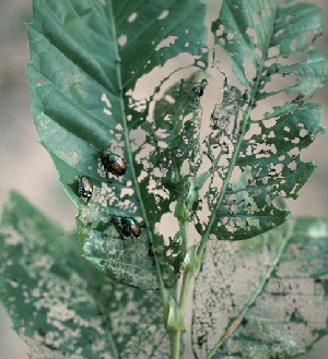 Japanese beetle leaf. Japanese beetle leaf.