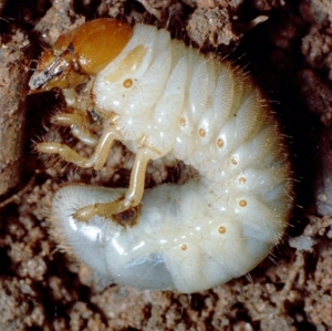 Japanese Beetle larvae. 