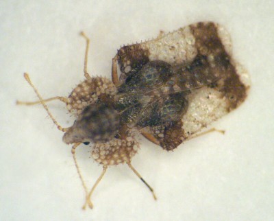 Lace Bugs moth. 