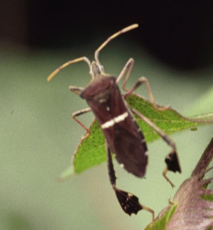 Leaffooted bug. 