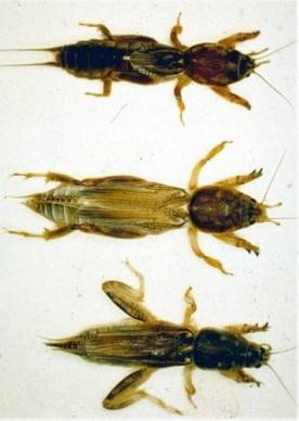 Three examples of mole crickets. 