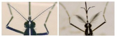Aedes albopictus female (left), Aedes albopictus male (right)