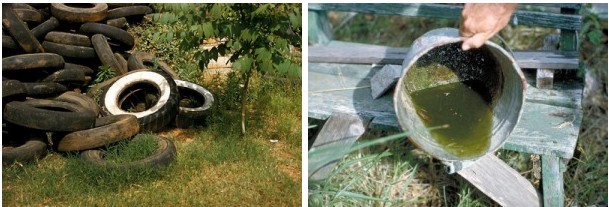 Examples of mosquito breeding grounds.