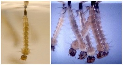 Aedes albopictus (left), Culex spp.(right)