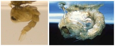 Aedes albopictus (left), Anopheles spp. (right)