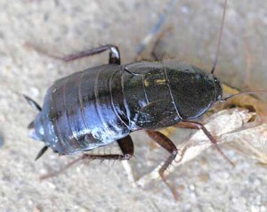 Oriental cockroach. 