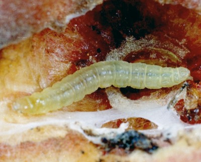 Oriental fruit larvae. 