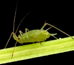 Pea Aphid. 