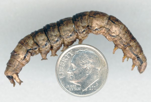 Pecan catocala larvae next to quarter. 