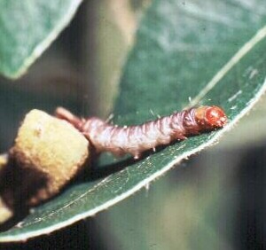 Pecan nut casebearer larvae. 
