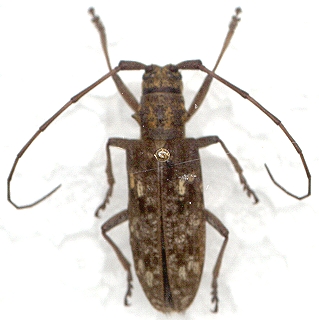 Pine Sawyer beetle. 