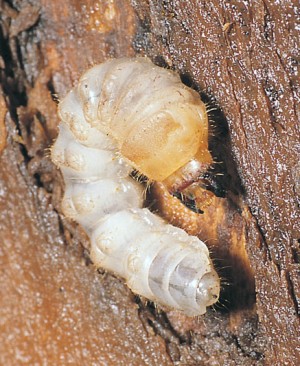 Pine sawyer beetle larvae. 