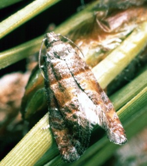 Adult pine tip moth. 