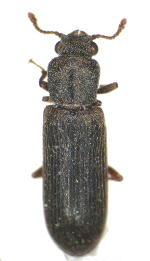 Powderpost beetle. 