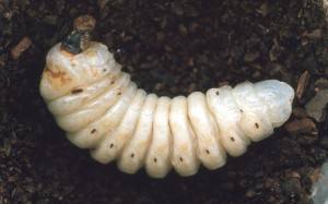 Prionus root borer larvae. 