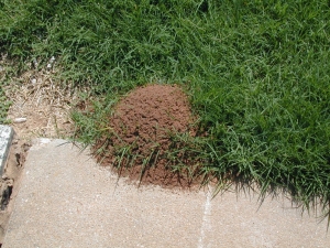 Fire ant mound. 