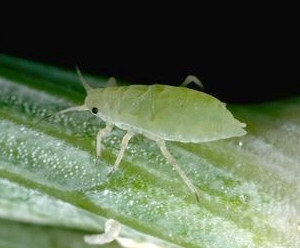 Russian wheat aphid. 