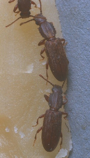 Sawtoothed grain beetle. 