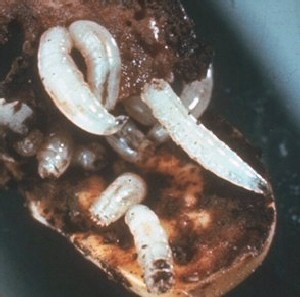 Seed corn larvae. 