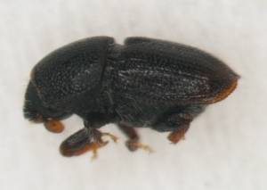 Adult shothole borer. Adult shothole borer.