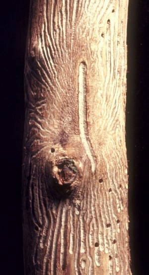 Shothole borer symptoms on a tree. Shothole borer symptoms on a tree.