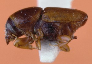 Adult european elm bark beetle. 