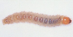 Sod webworm larvae. 