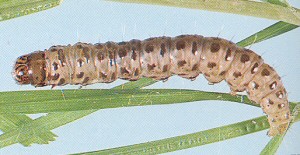 Sod webworm larvae. 