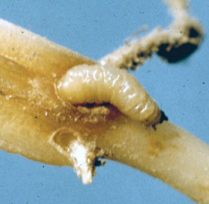 Southern corn rootworm larvae. 