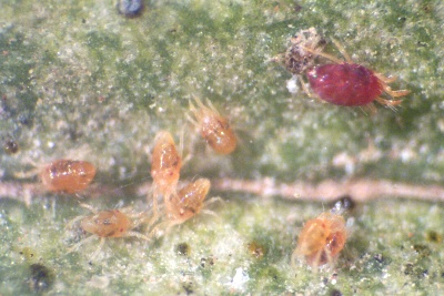 Spider mites. 