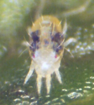 Close up of spider mite. 