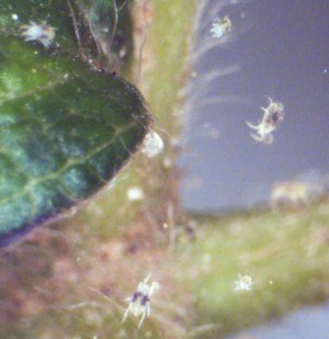 Group of spider mites. 