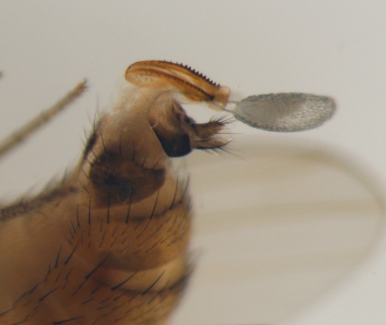 Fruit Flies  Oklahoma State University