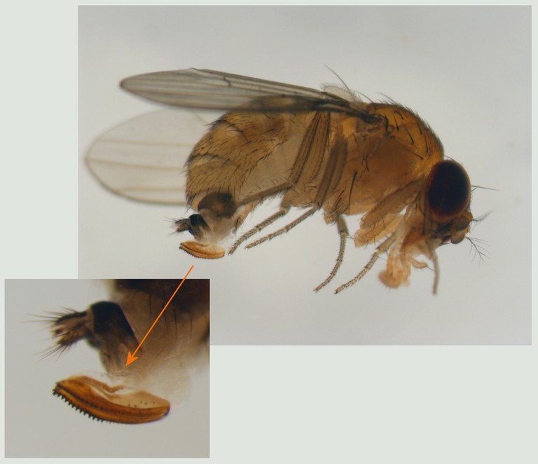 https://extension.okstate.edu/programs/digital-diagnostics/insects-and-arthropods/images/spotted-wing-drosphila/swd-female.jpg