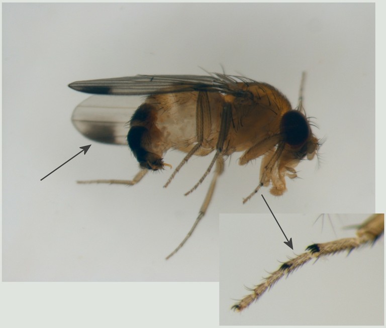 Fruit Flies  Oklahoma State University