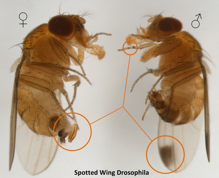 Spotted Wing Drosphila pair.
