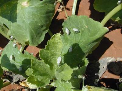 Group of squash bugs on a plant. 