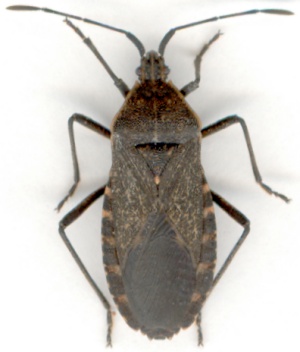 Adult squash bug. 