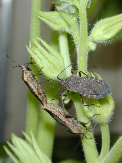 Three squash bugs on a plant.  