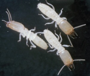 Subterranean termite. 
