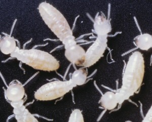 Group of termites. 