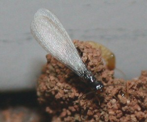 Adult termite. 