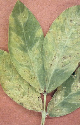 Plant injury from thrips. 