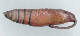 Hornworm pupa. 